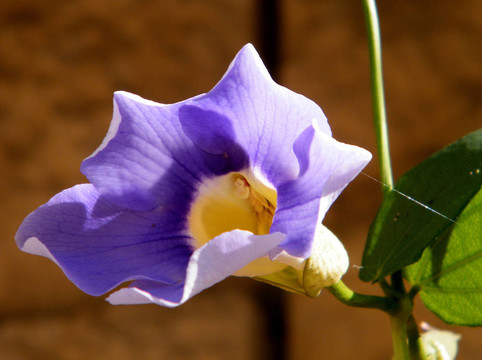 Yehuda Thunbergia Grandiflora十一月2010