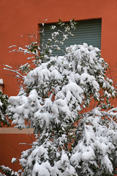 窗下雪下的樹葉樹
