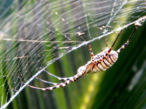 或耶胡达花园蜘蛛2010