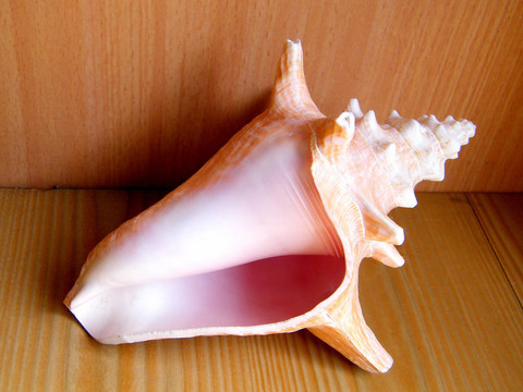 或耶胡達海貝殼表2010