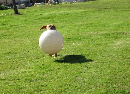 或耶胡達(dá)公園加拿大狗球2007