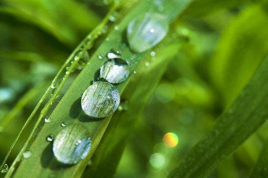 青草上的雨滴