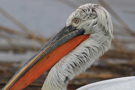 Dalmatian Pelican（Pelecanus crispus）