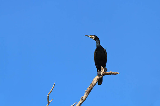 鸕鶿（Phalacrocorax carbo）