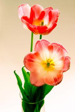 一束花