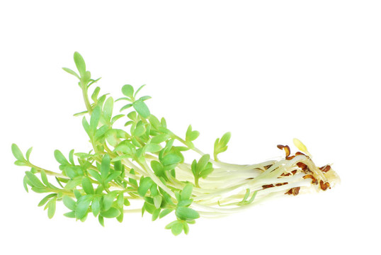 孤立獨行菜芽