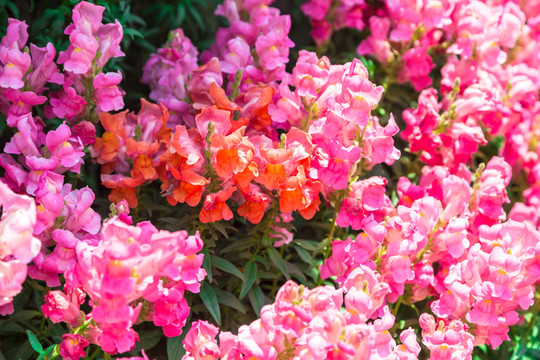 串串紅花