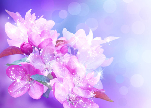 櫻花