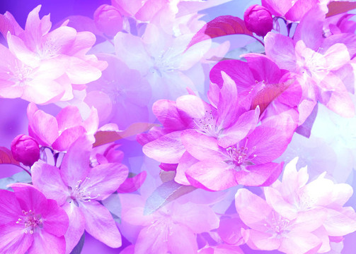 櫻花