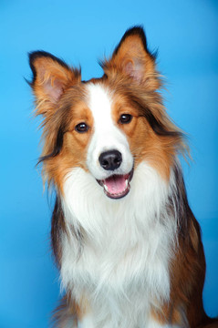 邊境牧羊犬