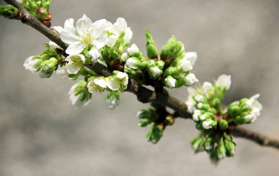 蘋果花
