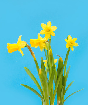 水仙花