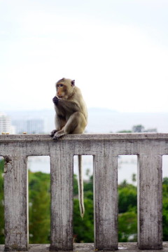 猴子在Thai吃水果