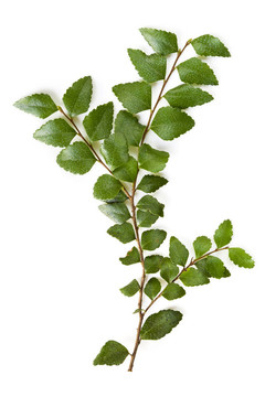桃金娘樹(shù)葉