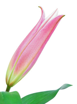 百合花