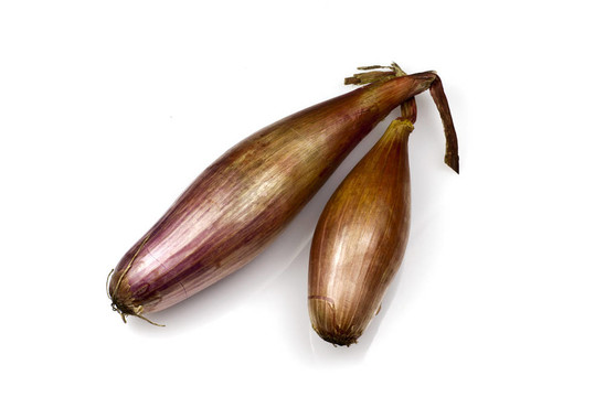 echalion洋蔥