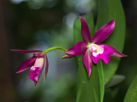 brassanthe邁凱X cattlianthe sagarik蠟