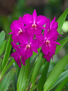 cattleytonia牙買(mǎi)加紅