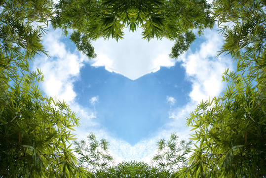 竹的天空