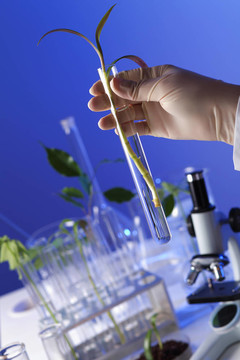 在綠色植物生物學實驗室
