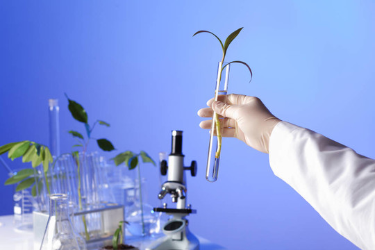 在綠色植物生物學(xué)實驗室