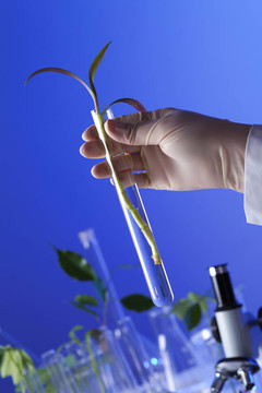 在綠色植物生物學(xué)實驗室