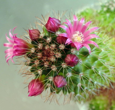 仙人掌花