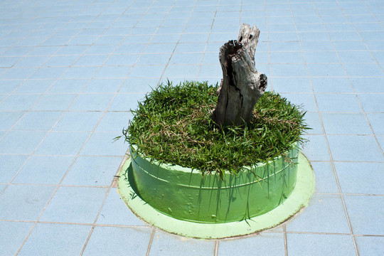 死樹(shù)