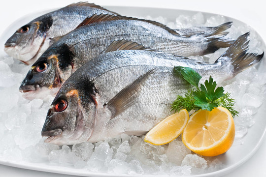 Gilthead（金頭鯛）冰