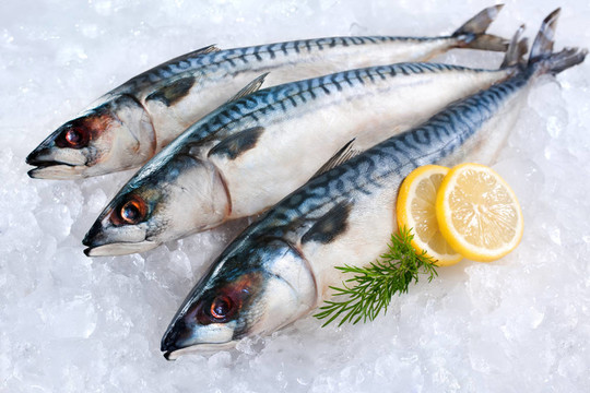 魚(yú)魚(yú)上冰