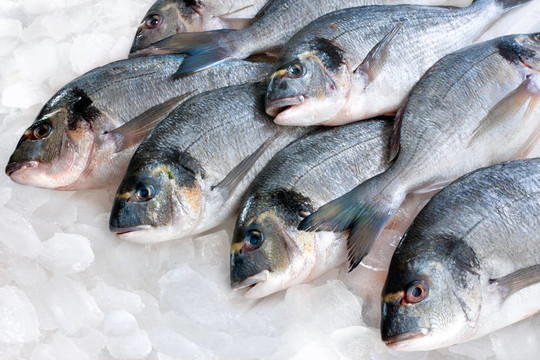 Gilthead（金頭鯛）冰
