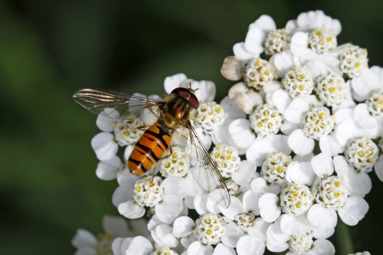 Episyrphus balteatus；Syrphid飛
