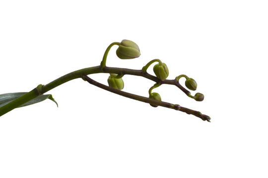 要花
