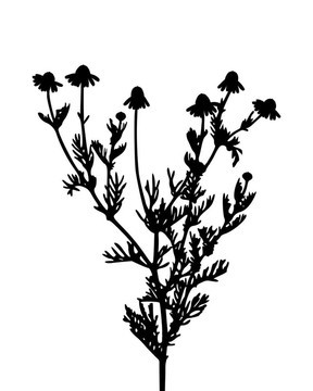 洋甘菊