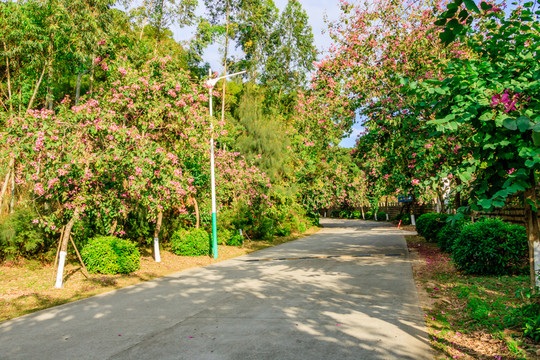 綠化道 綠道 綠樹林