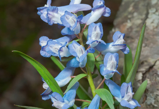 11花對馬兜鈴