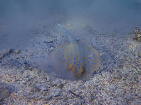 在底部的黃貂魚