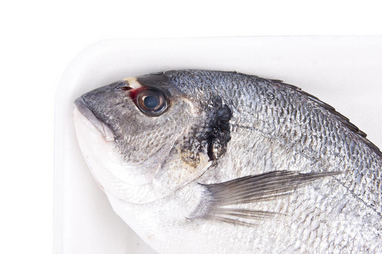 孤立的魚；金