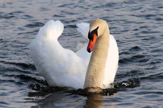 Muteswan（Cygnus olor）