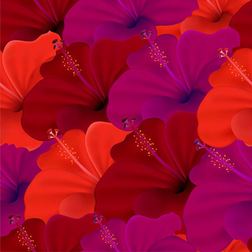 木槿花