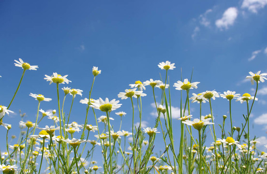 白菊花