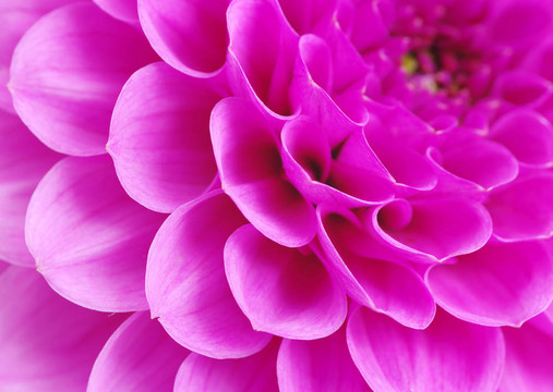摘要花瓣