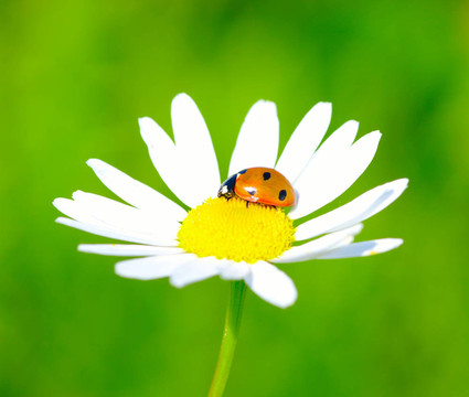 瓢蟲