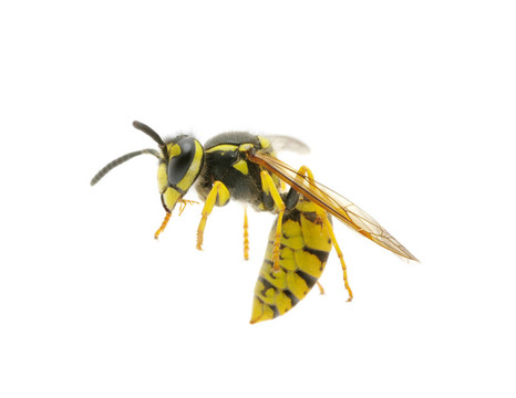 黃蜂