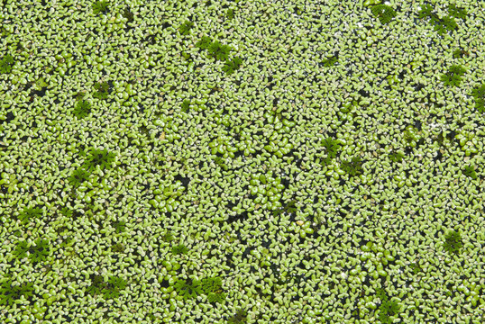 Lemna perpusilla Torrey；水種植物