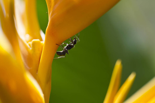 螞蟻在Heliconia Closeup II