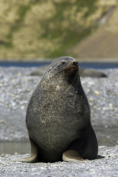 海狗