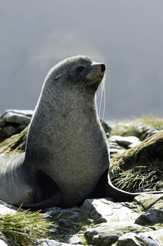 海狗