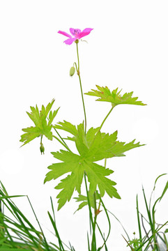 白色背景丁香花