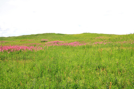 丁香flowerses在綠色的田野
